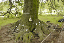 Stabilität von Bäumen: Wovon sie abhängt und wie sie eingeschätzt werden kann, Fotocredit: Dr. Henrik Weiss
