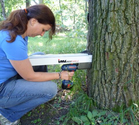 Helga Zodl in der Hocke vor einem Baum bei der Baumkontrolle