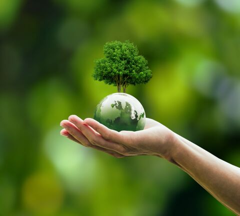 Erfahren Sie mehr zum Bereich Beratung Hand die eine grüne Weltkugel mit Baum hält - Foto von Sakorn Sukkasemsakorn
