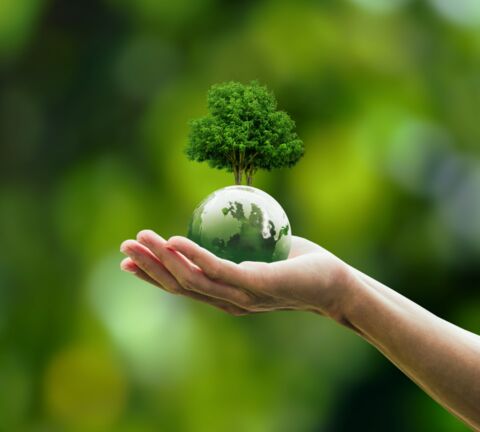 Hand die eine grüne Weltkugel mit Baum hält - Foto von Sakorn Sukkasemsakorn